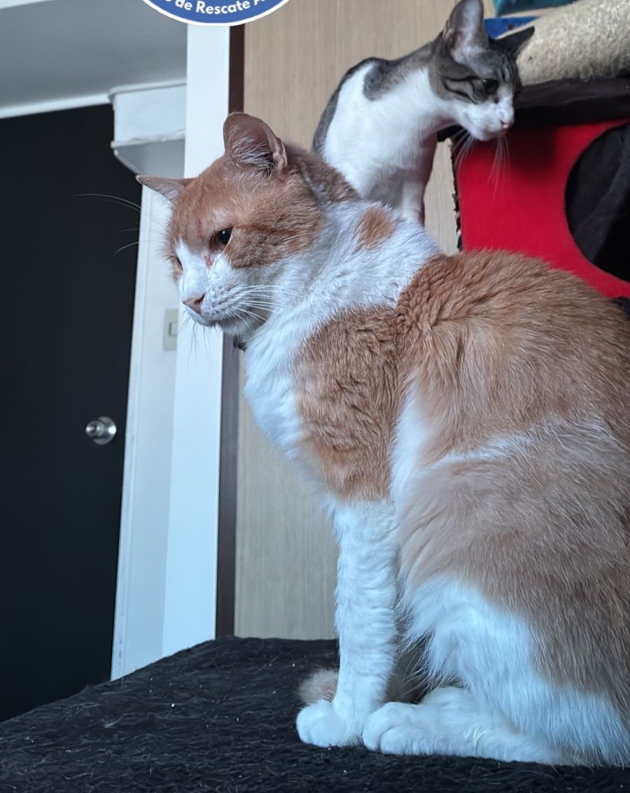 dos michorolos corte